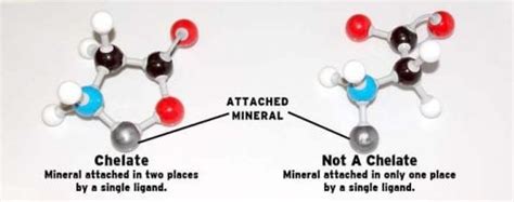 chelated mineral 28ct|Chelated vs. Non.